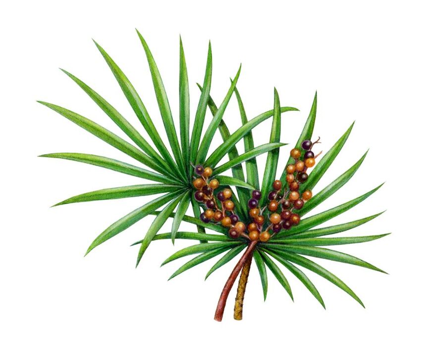 Extract de palmier de ferăstrău - compoziție Man Plus